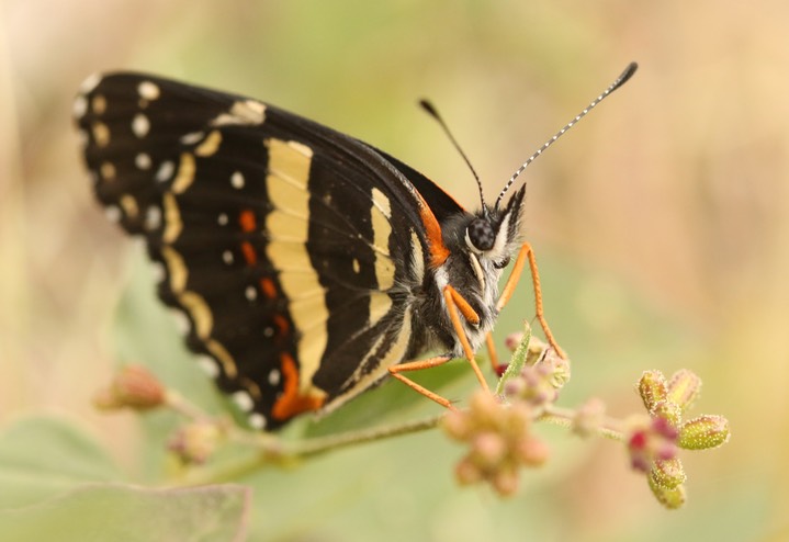 Chlosyne lacinia, Bordered Patch