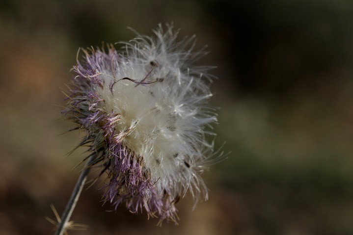 Cirsium neomexicanum, New Mexico Thistle1