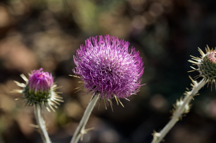 Cirsium neomexicanum, New Mexico Thistle5-2a