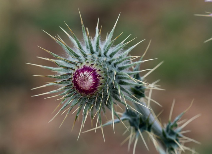 Cirsium neomexicanum, New Mexito Thistle1a