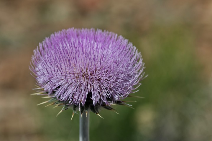 Cirsium neomexicanum, New Mexito Thistle4a