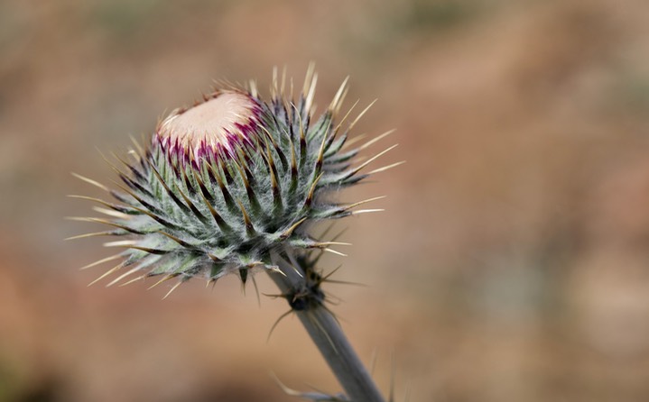 Cirsium neomexicanum, New Mexito Thistle5a