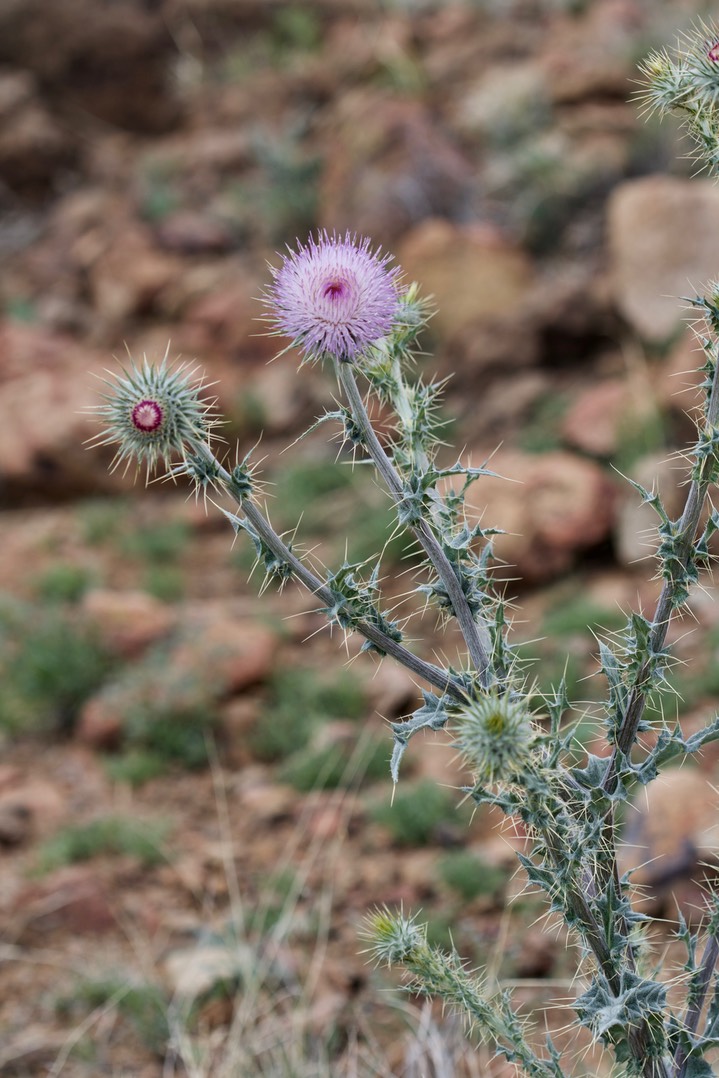 Cirsium neomexicanum, New Mexito Thistle3a