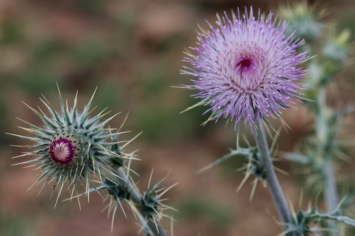 Cirsium neomexicanum, New Mexito Thistle2a