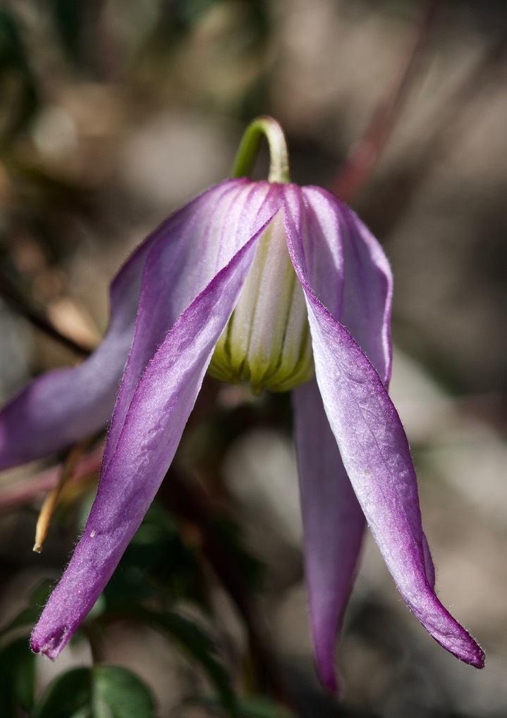 Clematis columbiana, Columbian Virgin's Bower 1