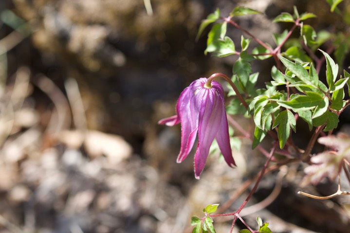 Clematis columbiana, Columbian Virgin's Bower 3