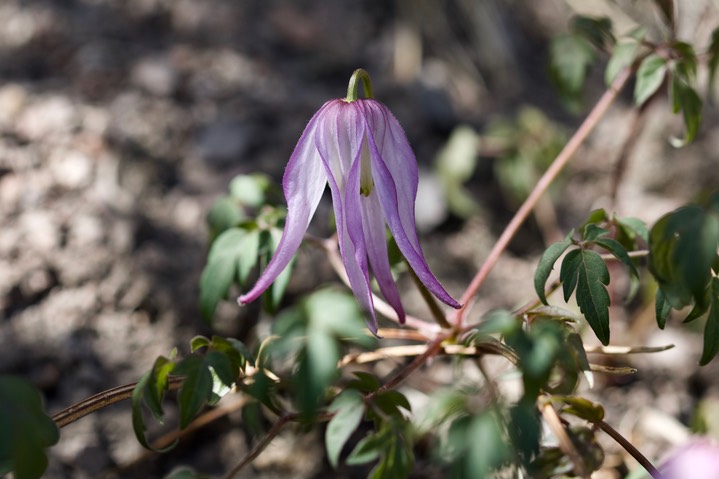 Clematis columbiana, Columbian Virgin's Bower 2