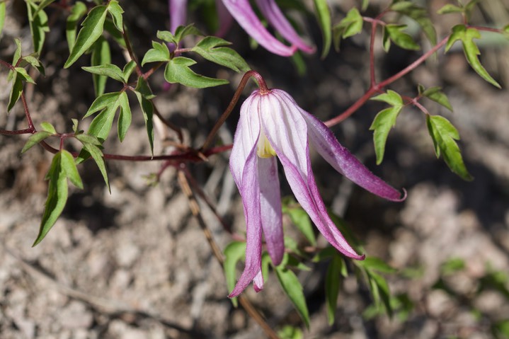 Clematis columbiana, Columbian Virgin's Bower 4