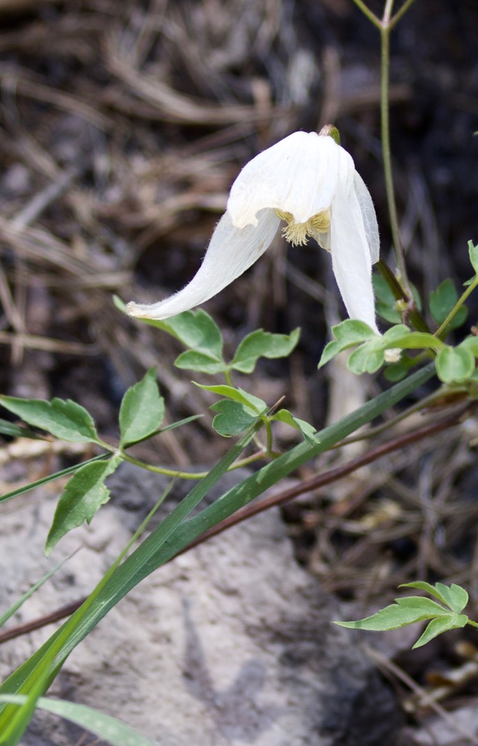 Clematis columbiana, or Columbian Virgin’s Bower