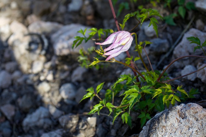 Clematis columbiana2