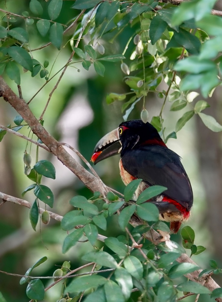 Collared Araçari, Pteroglossus torquatus1