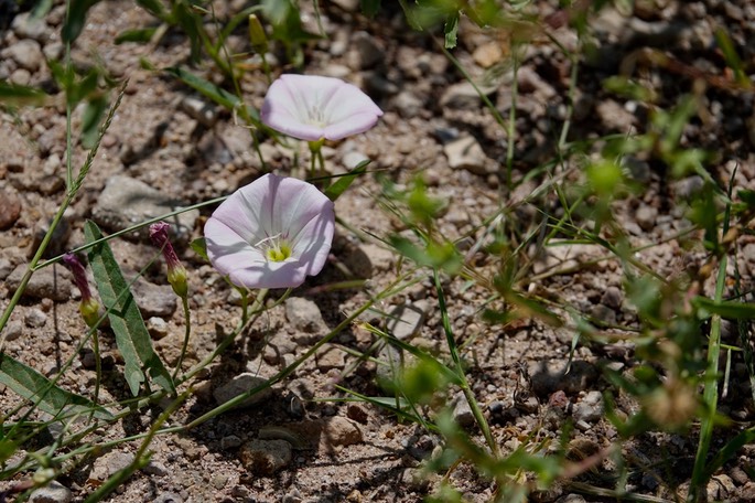 Convolvulus equitans1