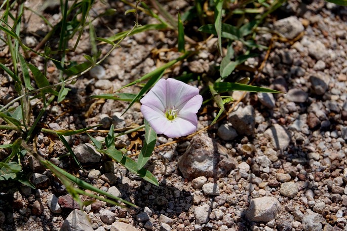 Convolvulus equitans2