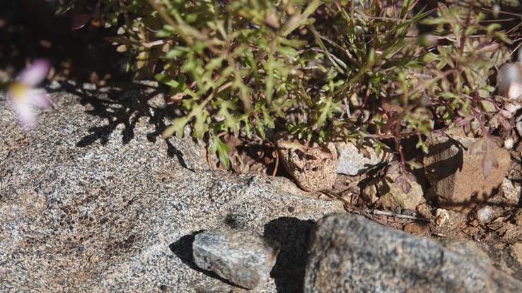 Coreocarpus parthenioides, White-Ray Coreocarpus, Mesa del Carmen, Baja California (1)