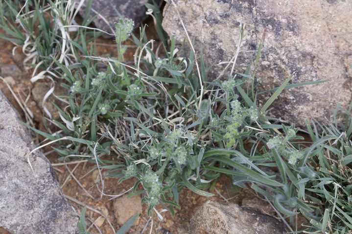 Cryptantha barbigera1