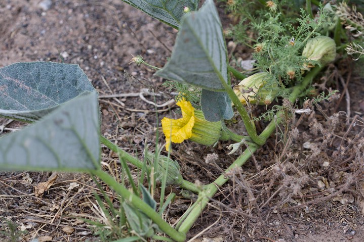 Cucurbita foetidissima, Buffalo Gourd2