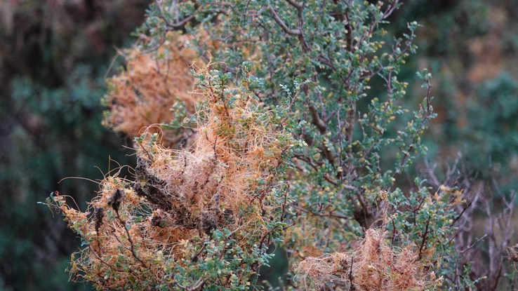 Cuscuta veatchii, Veatch Dodder, Bahia de los Angeles, Baja California (2)