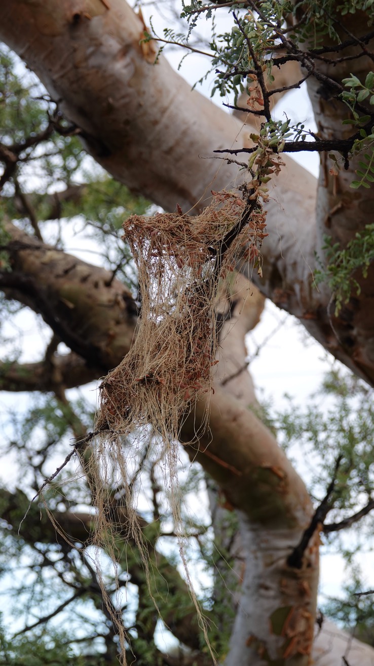 Cuscuta veatchii, Veatch Dodder, Bahia de los Angeles, Baja California (5)