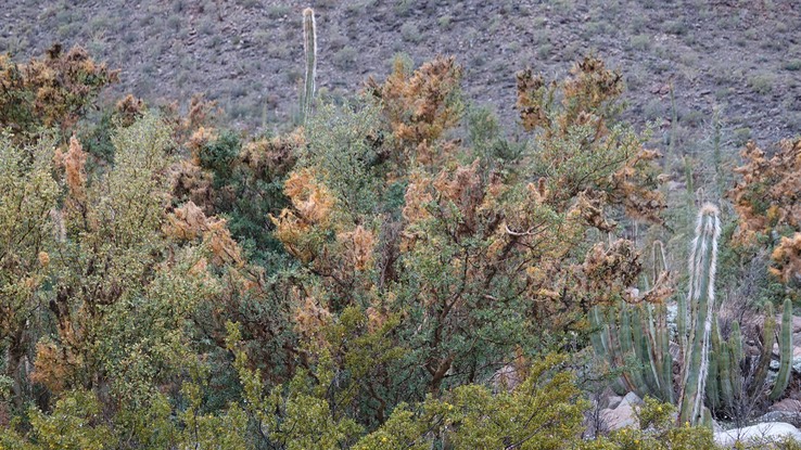 Cuscuta veatchii, Veatch Dodder, Bahia de los Angeles, Baja California