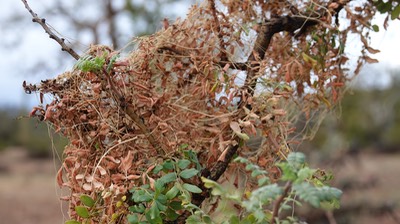 Cuscuta veatchii, Veatch Dodder, Bahia de los Angeles, Baja California (4)