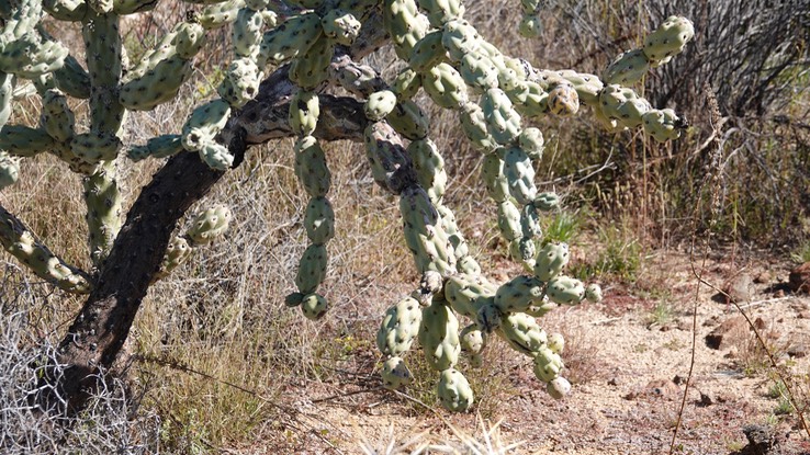 Cylindropuntia cholla, Baja California Cholla, Near Bahia de los Angeles, Baja California 1