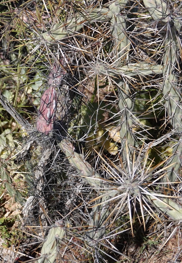 Cylindropuntia molesta a1 Near Bahia de los Angeles, Baja California