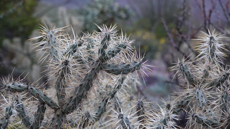 Cylindropuntia molesta, Long-Spine Cholla Near Bahía de los Ángeles, Baja California February 2023 (1)