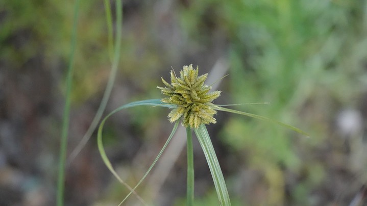 Cyperus fendlerianus, Fendler Flatsedge,Hillsboro Peak Trail, Black Range (1)