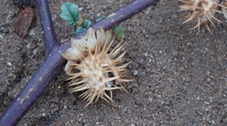 Datura sp., Bahia de los Angeles, Baja California