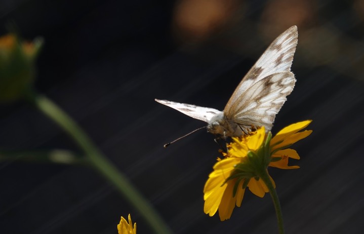 Checkered White Pontia protodice Hillsboro