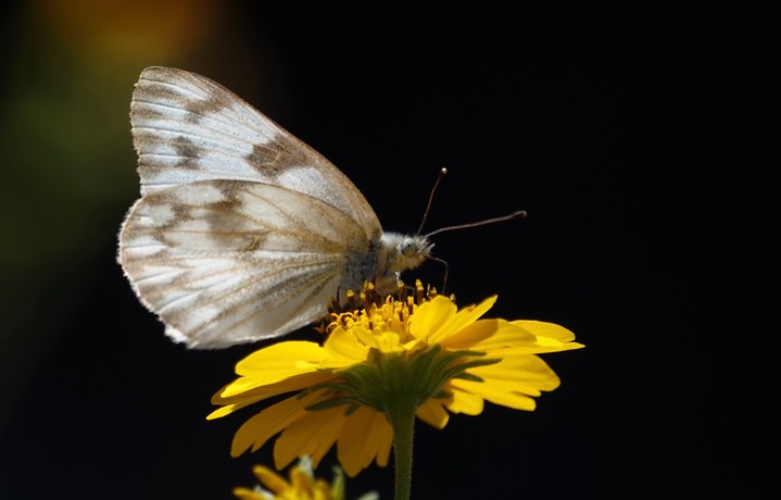 Checkered White Pontia protodice Hillsboro