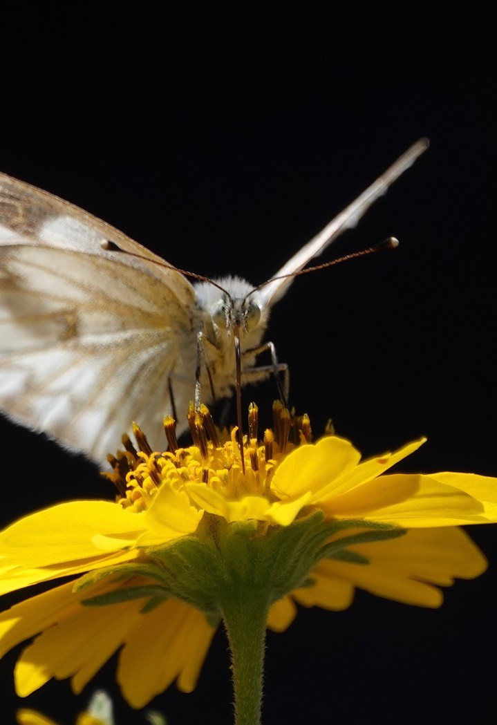 Checkered White Pontia protodice Hillsboro