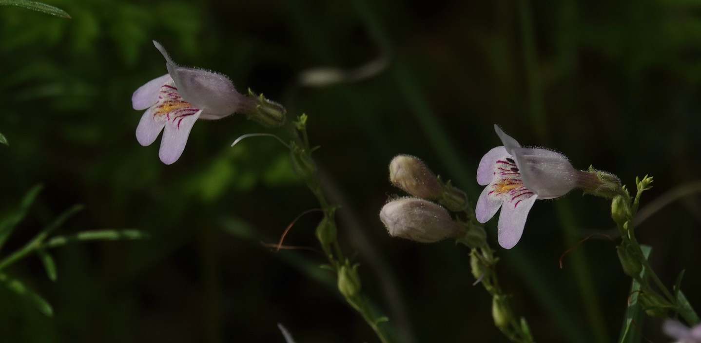 Penstemon linarioides Gray subsp. linarioides (Linaria Penstemon, Toadflax Beardtongue)