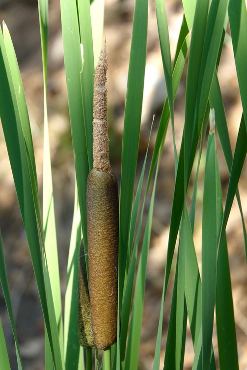 Cattail, Broad-leaved - Typha latifolia