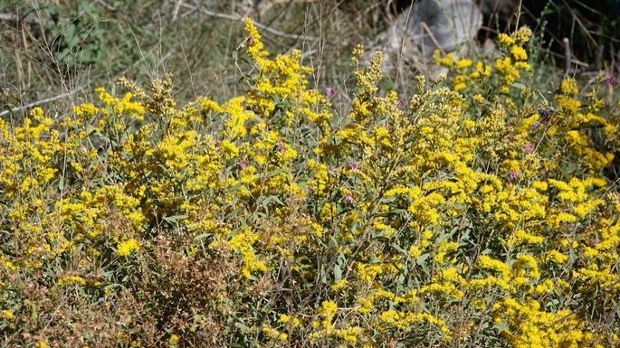 Solidago lepida, Western Goldenrod, Mineral Creek, East side of the Black Range