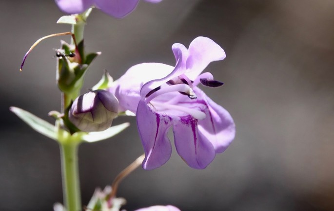 Penstemon virgatus - Wandbloom Penstemon, Mineral Creek, East side of the Black Range