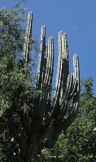 Pachycereus pecten-aboriginum - Urique, Along the Urique River, Chihuahua, MX - Copper Canyon