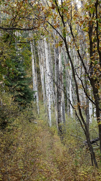 Railroad Canyon Campground to Holden Prong Saddle