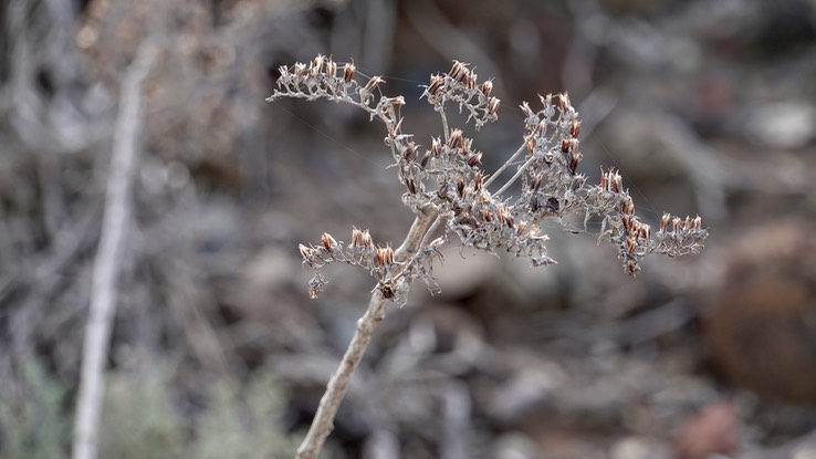 Dudleya cultrata, Knife-leaved Liveforever, Baja California (2)