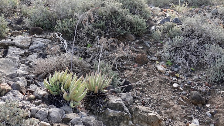 Dudleya cultrata, Knife-leaved Liveforever, Baja California