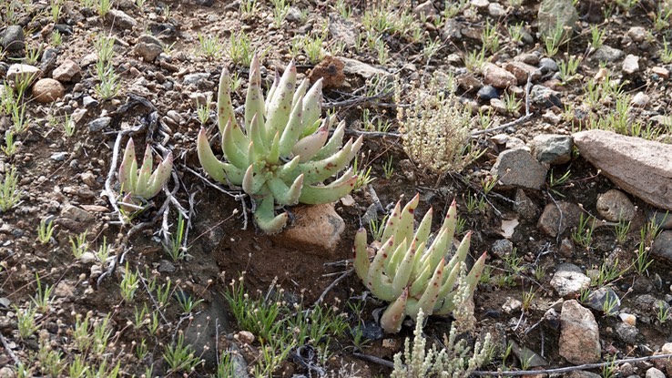 Dudleya cultrata, Knife-leaved Liveforever, Baja California4