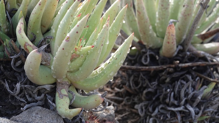 Dudleya cultrata, Knife-leaved Liveforever, Baja California