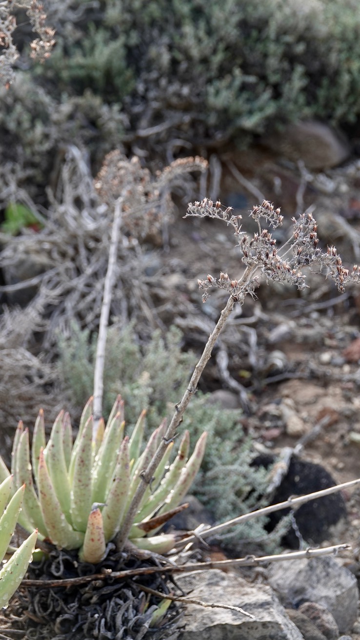 Dudleya cultrata, Knife-leaved Liveforever, Baja California (3)