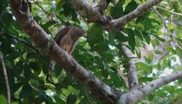 Dzibanche, Quintana Roo, Mexico, Roadside Hawk 2