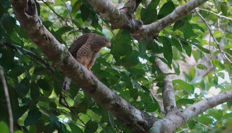 Dzibanche, Quintana Roo, Mexico, Roadside Hawk 2