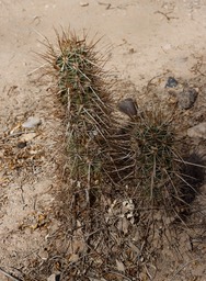 echinocereus-engelmannii_med