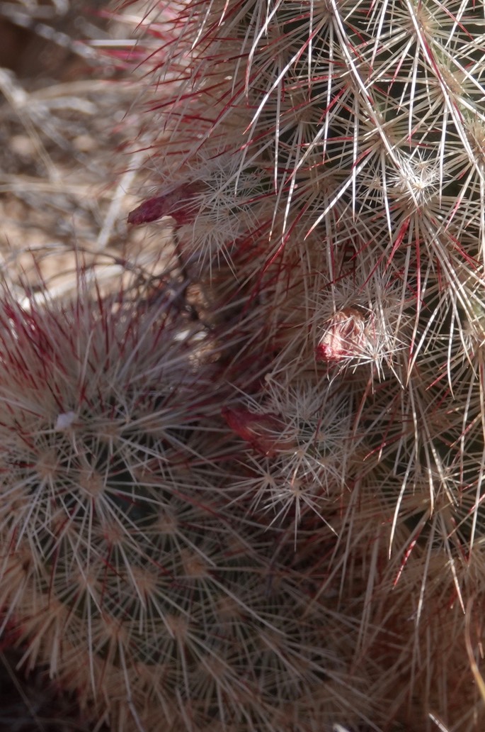 Echinocereus ryolithensis10