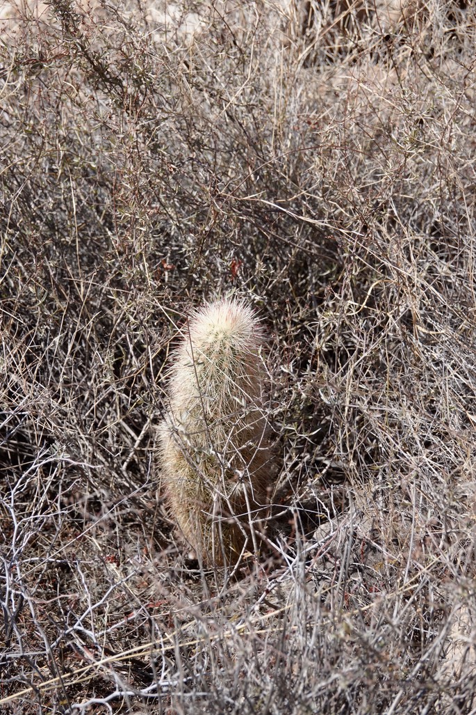 Echinocereus ryolithensis7