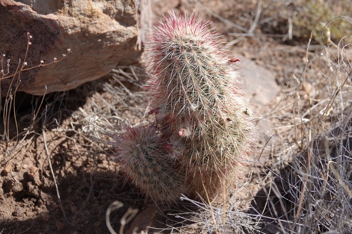 Echinocereus ryolithensis9