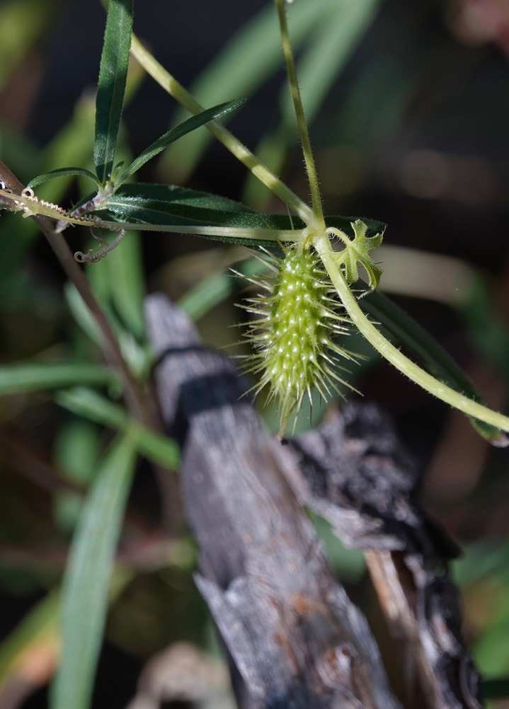 Echinopepon coulteri, Coulter's Balsam Apple     3